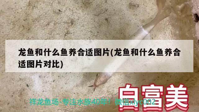 龍魚和什么魚養(yǎng)合適圖片(龍魚和什么魚養(yǎng)合適圖片對比) 朱巴利魚苗