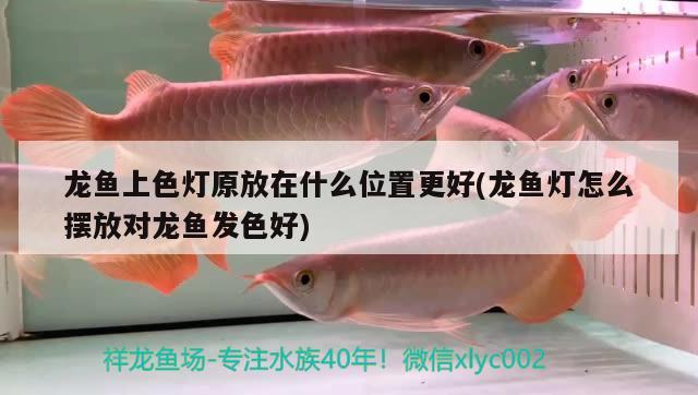 龍魚上色燈原放在什么位置更好(龍魚燈怎么擺放對龍魚發(fā)色好)