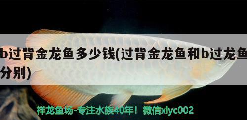 b過(guò)背金龍魚(yú)多少錢(qián)(過(guò)背金龍魚(yú)和b過(guò)龍魚(yú)分別) 過(guò)背金龍魚(yú)