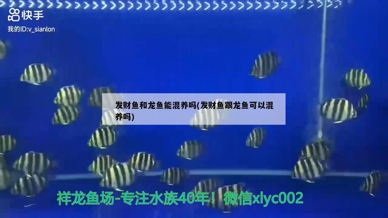 發(fā)財(cái)魚和龍魚能混養(yǎng)嗎(發(fā)財(cái)魚跟龍魚可以混養(yǎng)嗎)