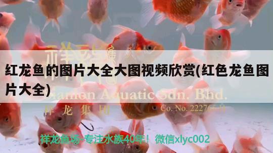 紅龍魚的圖片大全大圖視頻欣賞(紅色龍魚圖片大全) 羽毛刀魚苗