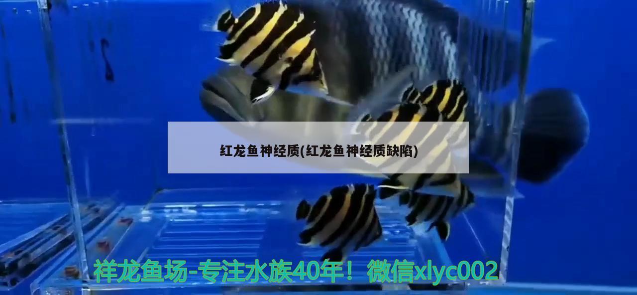 紅龍魚神經質(紅龍魚神經質缺陷) 水族品牌