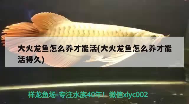 大火龍魚怎么養(yǎng)才能活(大火龍魚怎么養(yǎng)才能活得久) 大日玉鯖魚