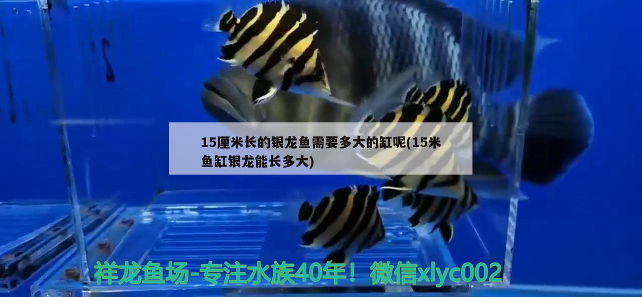 15厘米長(zhǎng)的銀龍魚需要多大的缸呢(15米魚缸銀龍能長(zhǎng)多大) 銀龍魚百科