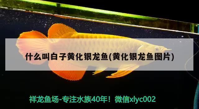 什么叫白子黃化銀龍魚(黃化銀龍魚圖片)