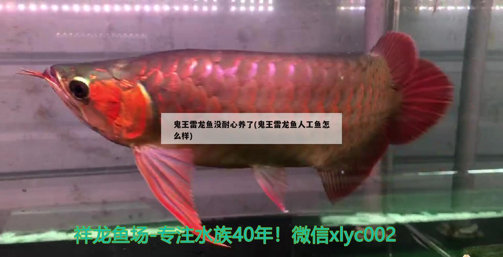 鬼王雷龍魚沒耐心養(yǎng)了(鬼王雷龍魚人工魚怎么樣)