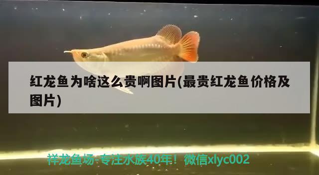 紅龍魚為啥這么貴啊圖片(最貴紅龍魚價格及圖片) 虎魚魚苗 第3張