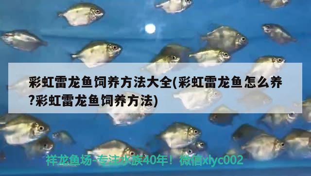 彩虹雷龍魚飼養(yǎng)方法大全(彩虹雷龍魚怎么養(yǎng)?彩虹雷龍魚飼養(yǎng)方法) 巴卡雷龍魚