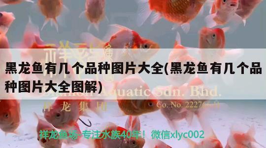 魚缸的風水與擺放方位（ 魚缸的風水與擺放方位圖解）