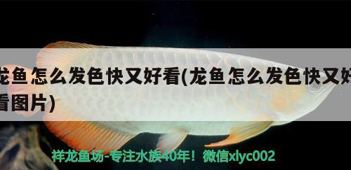 紅龍魚一般能長多大的魚苗(紅龍魚可以長多大)