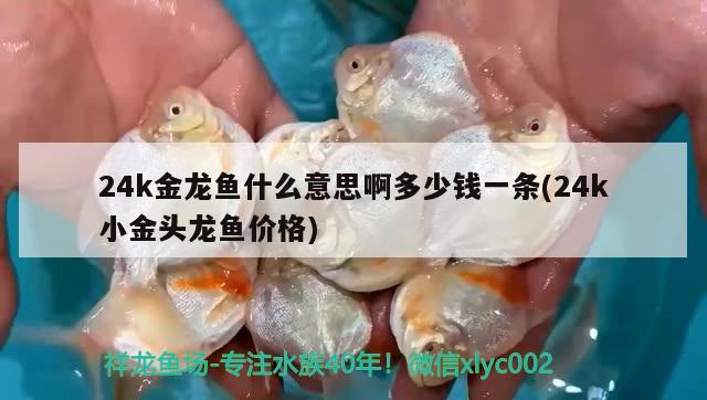 24k金龍魚什么意思啊多少錢一條(24k小金頭龍魚價格)