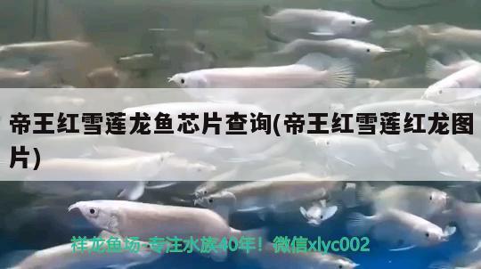 龍魚5號藥怎么用：龍魚5號藥對魚的傷害