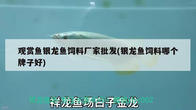 觀賞魚(yú)銀龍魚(yú)飼料廠家批發(fā)(銀龍魚(yú)飼料哪個(gè)牌子好)