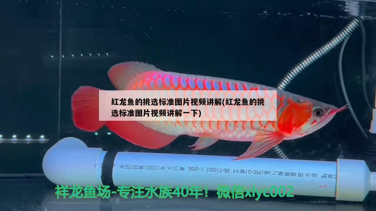 紅龍魚的挑選標準圖片視頻講解(紅龍魚的挑選標準圖片視頻講解一下) 銀龍魚