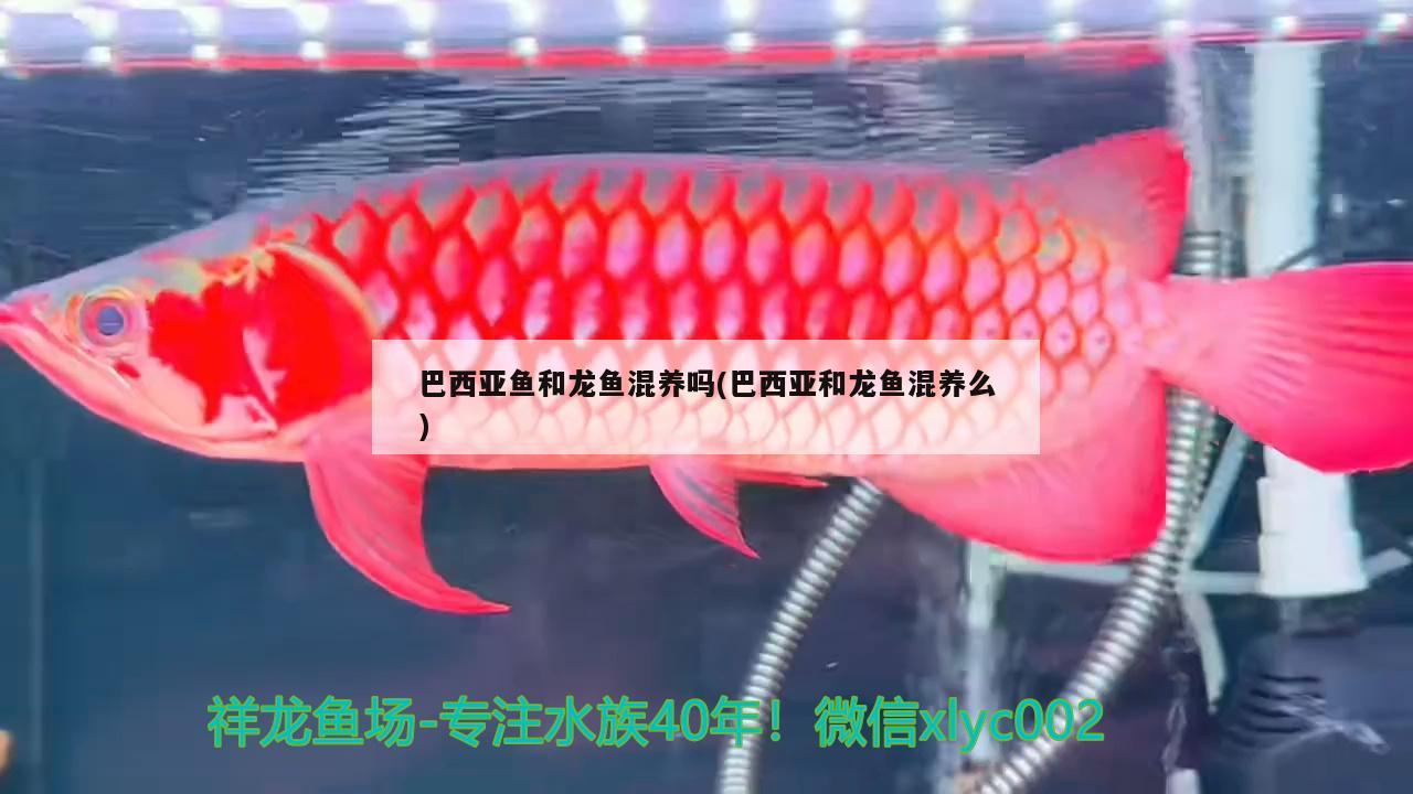 龍魚呆在上層不游動(dòng)怎么辦(龍魚呆在上層不游動(dòng)怎么辦視頻) 水族燈（魚缸燈） 第2張