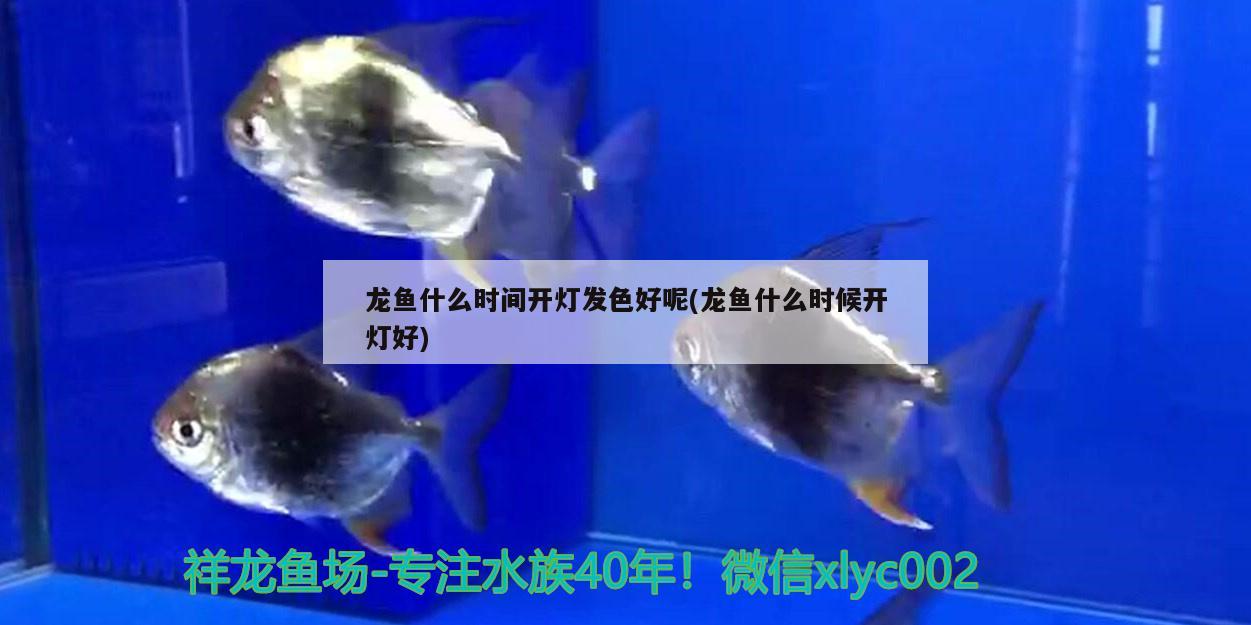 龍魚(yú)什么時(shí)間開(kāi)燈發(fā)色好呢(龍魚(yú)什么時(shí)候開(kāi)燈好) 魚(yú)缸水質(zhì)穩(wěn)定劑