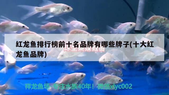 紅龍魚排行榜前十名品牌有哪些牌子(十大紅龍魚品牌) 水溫計