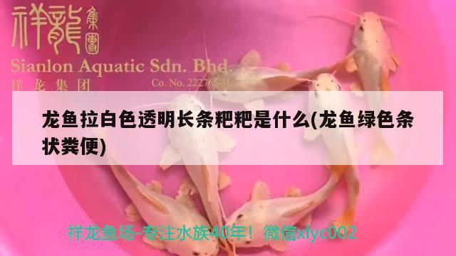 龍魚(yú)拉白色透明長(zhǎng)條粑粑是什么(龍魚(yú)綠色條狀糞便)