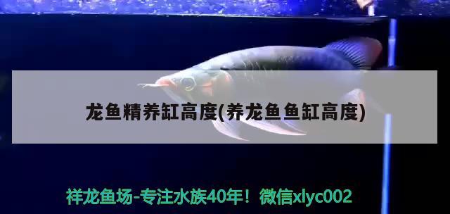 龍魚精養(yǎng)缸高度(養(yǎng)龍魚魚缸高度) 觀賞魚批發(fā)