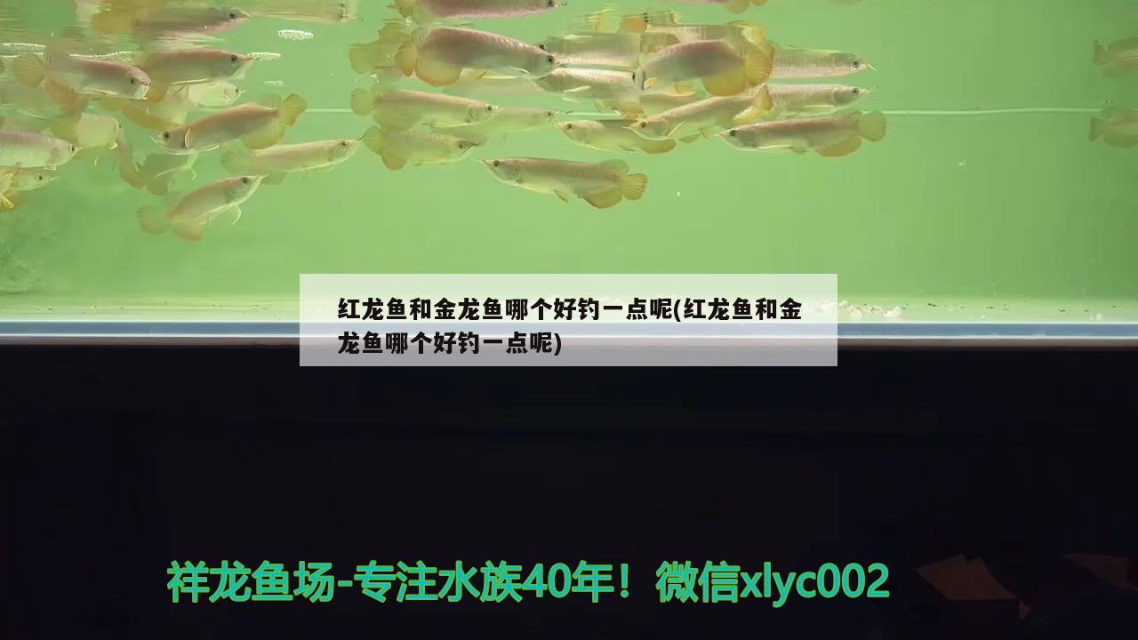 紅龍魚和金龍魚哪個好釣一點呢(紅龍魚和金龍魚哪個好釣一點呢)