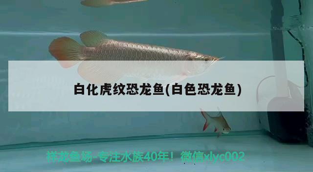 福州龍魚市場怎么樣?。ū本┠z州家裝） 養(yǎng)魚的好處 第1張