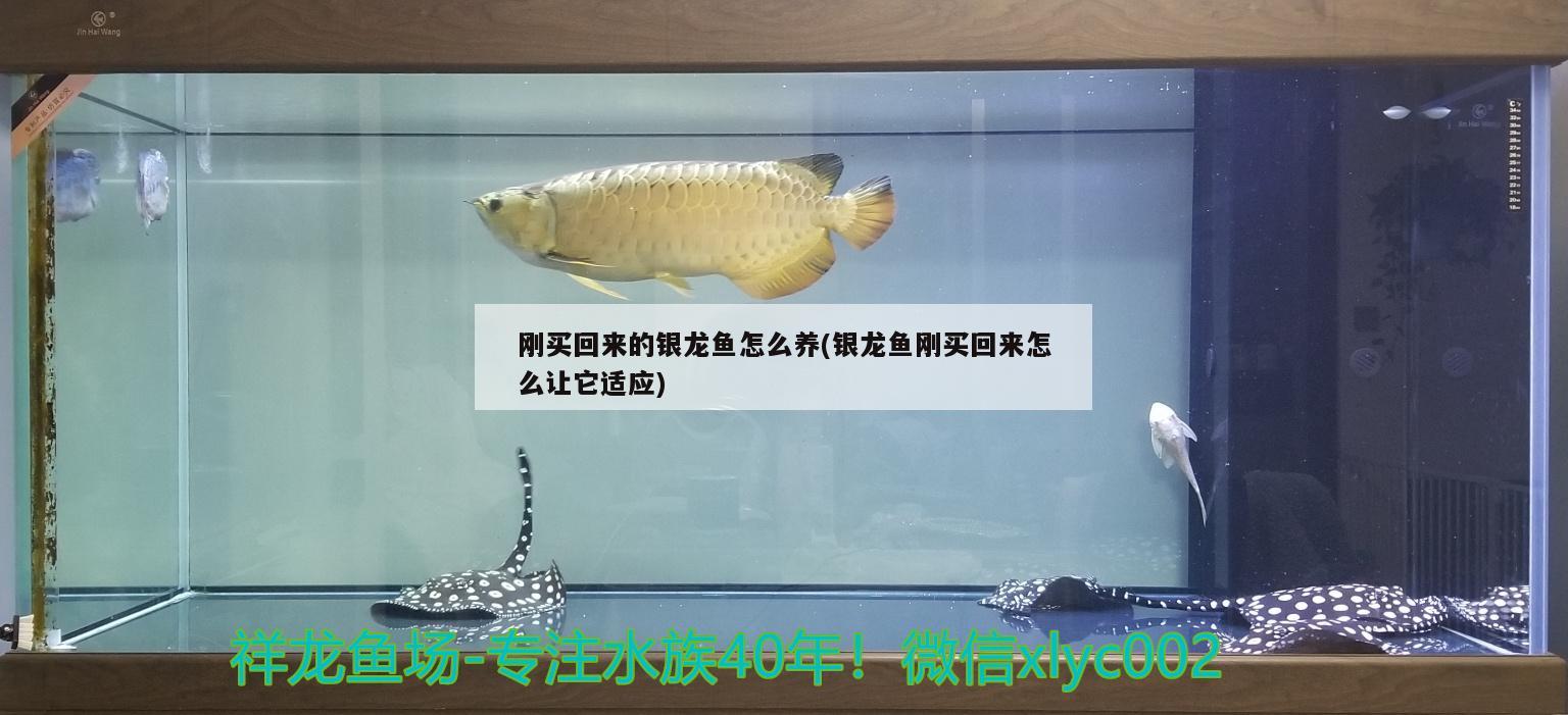 魚缸背景色什么好看(魚缸背景顏色的選擇)