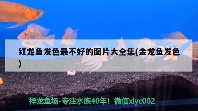 紅龍魚發(fā)色最不好的圖片大全集(金龍魚發(fā)色)