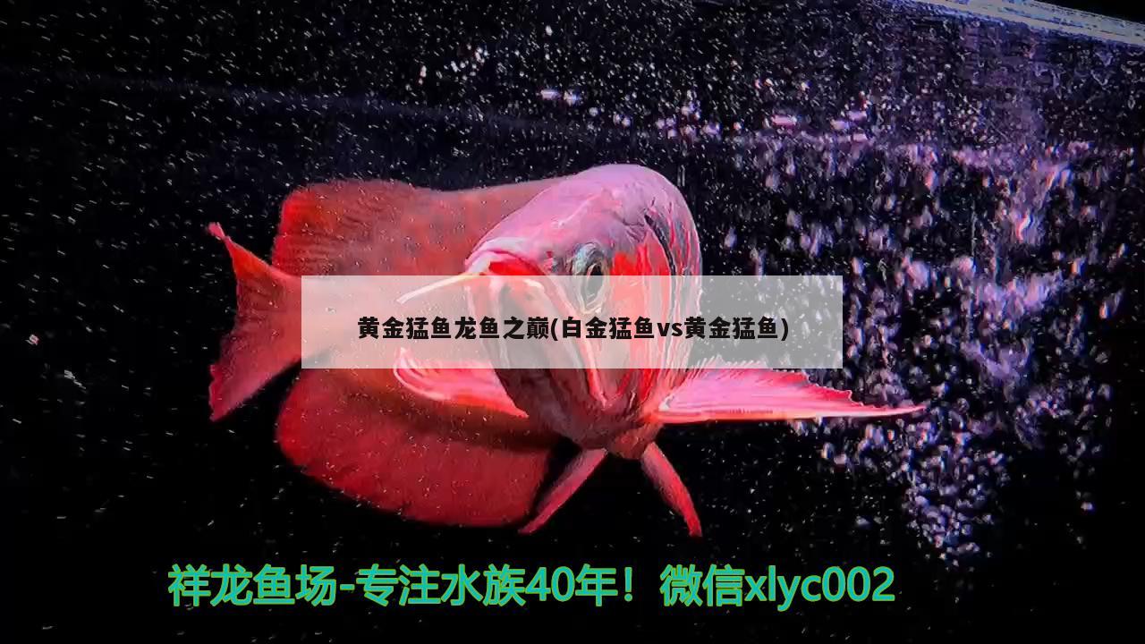 古典過背金龍魚用什么燈光好看(古典藍(lán)底過背金龍魚用什么燈)