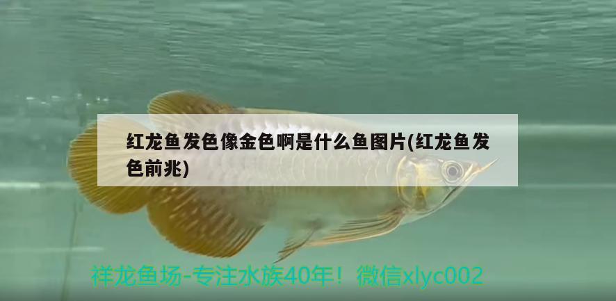 紅龍魚發(fā)色像金色啊是什么魚圖片(紅龍魚發(fā)色前兆)