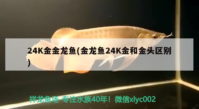 24K金金龍魚(金龍魚24K金和金頭區(qū)別)