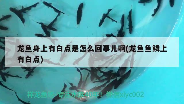 龍魚身上有白點是怎么回事兒啊(龍魚魚鱗上有白點)