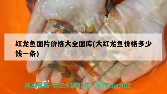 紅龍魚圖片價(jià)格大全圖庫(kù)(大紅龍魚價(jià)格多少錢一條)