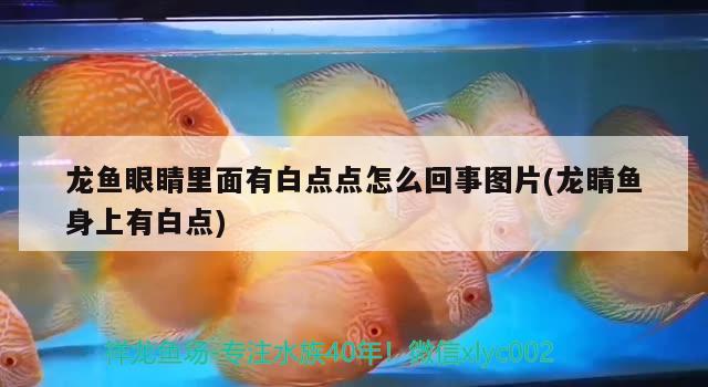 魚缸一個(gè)星期換多少水最好（魚缸多久換水才最合適） 過背金龍魚 第1張