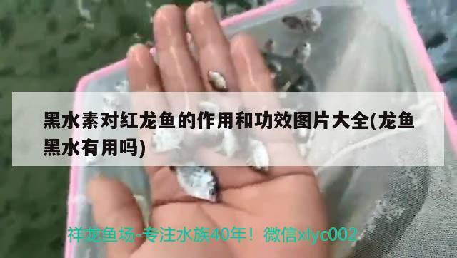 哪種金魚生命力強(qiáng)，寇子是什么魚 觀賞魚 第2張