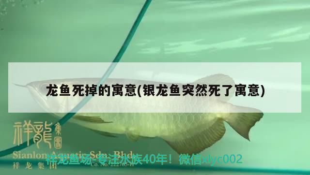 泰安哪里有批發(fā)魚缸的地方啊多少錢（工裝餐廳墻頂鐵燈架）