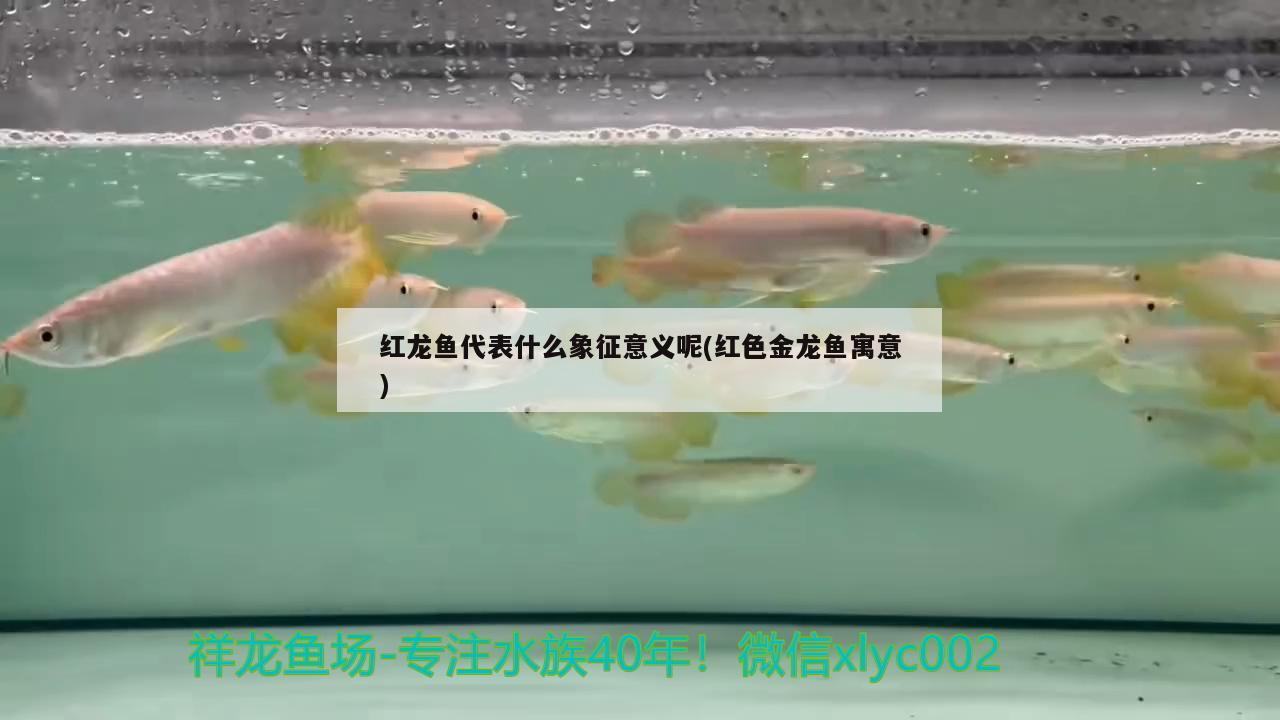 紅龍魚代表什么象征意義呢(紅色金龍魚寓意) 飛鳳魚苗