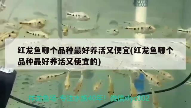 文山壯族苗族自治州水族館開缸放水啦圖片在二樓 羽毛刀魚苗 第2張