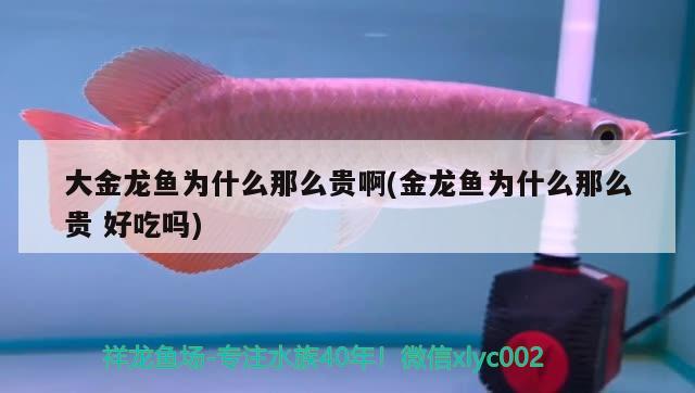 大金龍魚為什么那么貴啊(金龍魚為什么那么貴好吃嗎)