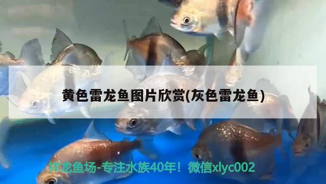 黃色雷龍魚(yú)圖片欣賞(灰色雷龍魚(yú))