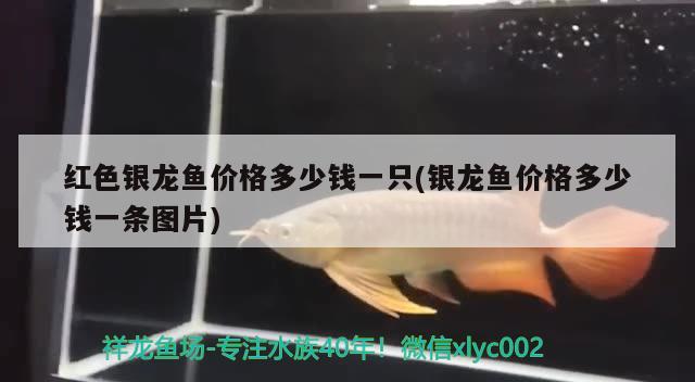 紅色銀龍魚(yú)價(jià)格多少錢一只(銀龍魚(yú)價(jià)格多少錢一條圖片)