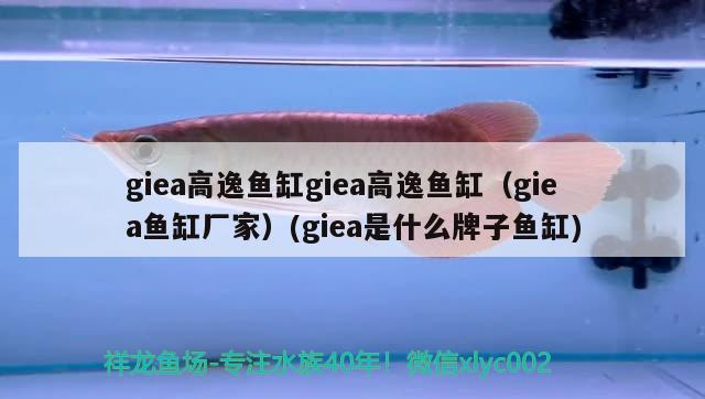 giea高逸魚缸giea高逸魚缸（giea魚缸廠家）(giea是什么牌子魚缸) 狗頭魚