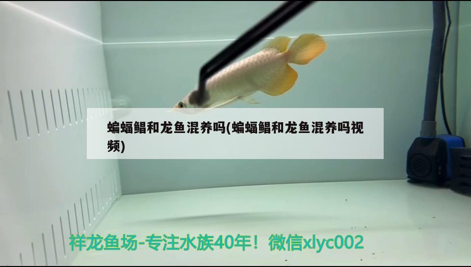 蝙蝠鯧和龍魚混養(yǎng)嗎(蝙蝠鯧和龍魚混養(yǎng)嗎視頻) 稀有金龍魚