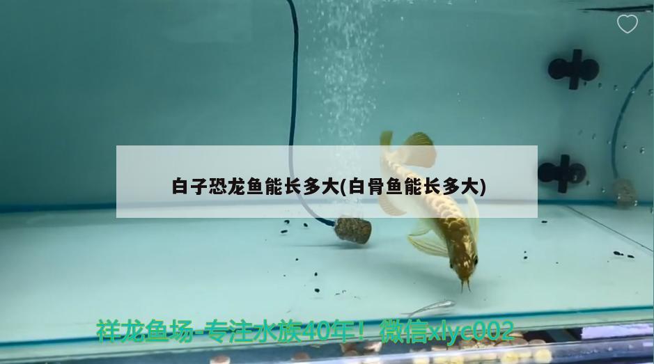 白子恐龍魚能長多大(白骨魚能長多大) 觀賞蝦蟹等飼料