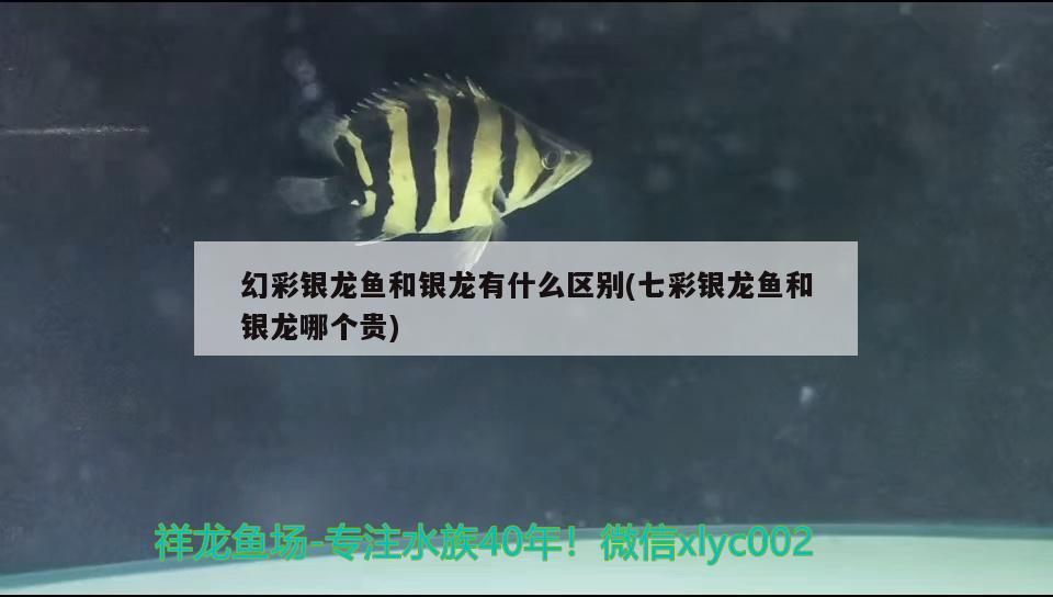 幻彩銀龍魚和銀龍有什么區(qū)別(七彩銀龍魚和銀龍哪個貴)