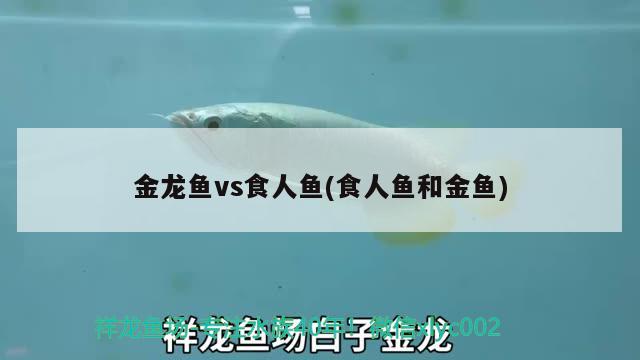 金龍魚(yú)vs食人魚(yú)(食人魚(yú)和金魚(yú)) 食人魚(yú)（水虎）