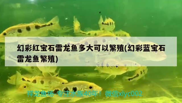 石家莊金龍魚有限公司（ 河北金龍魚） 委內(nèi)瑞拉奧里諾三間魚苗