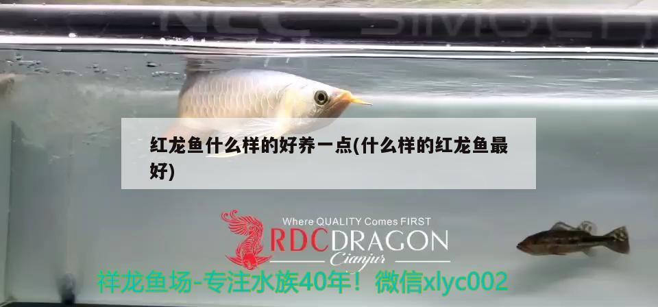 紅龍魚什么樣的好養(yǎng)一點(什么樣的紅龍魚最好) 恐龍王魚 第2張