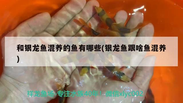 和銀龍魚混養(yǎng)的魚有哪些(銀龍魚跟啥魚混養(yǎng)) 銀龍魚百科