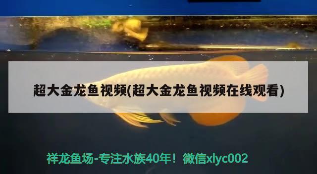 超大金龍魚視頻(超大金龍魚視頻在線觀看) 廣州祥龍國際水族貿(mào)易