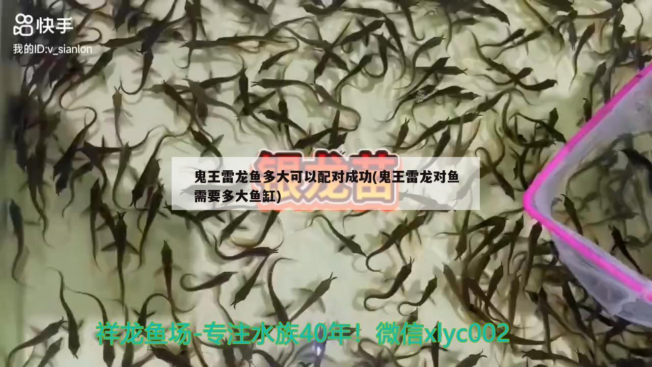 鬼王雷龍魚多大可以配對成功(鬼王雷龍對魚需要多大魚缸)